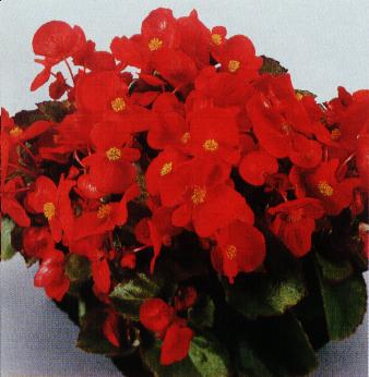 begonia